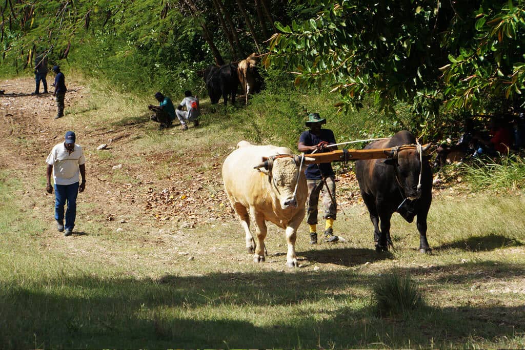 Char à bœufs dans les champs